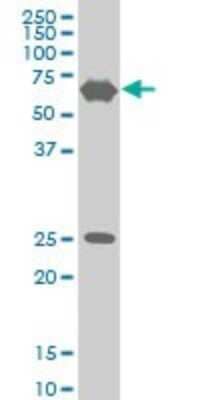 Western Blot: TRIM25 Antibody (5F12) [H00007706-M02]