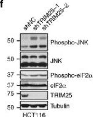 Knockdown Validated: TRIM25 Antibody [NBP2-20710]