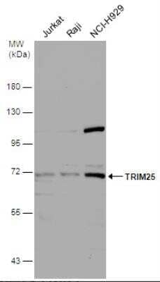 Western Blot: TRIM25 Antibody [NBP1-32050]