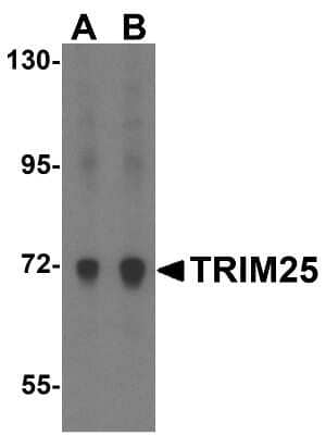 Western Blot: TRIM25 AntibodyBSA Free [NBP1-76826]