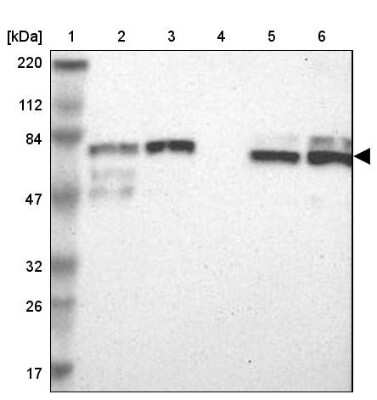 Western Blot: TRIM25 Antibody [NBP1-84891]