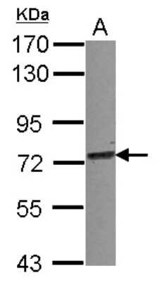 Western Blot: TRIM25 Antibody [NBP2-20710]