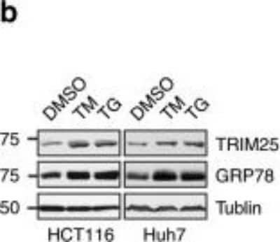 Western Blot: TRIM25 Antibody [NBP2-20710]