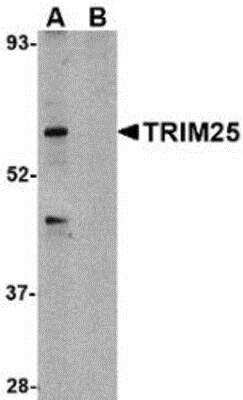 Western Blot: TRIM25 Antibody Blocking Peptide [NBP1-76825PEP]