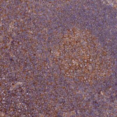 Immunohistochemistry-Paraffin: TRIM26 Antibody [NBP2-47594]
