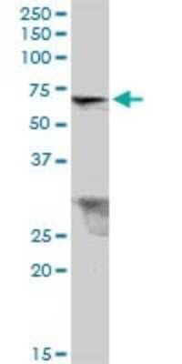 Western Blot: TRIM26 Antibody [H00007726-B01P]