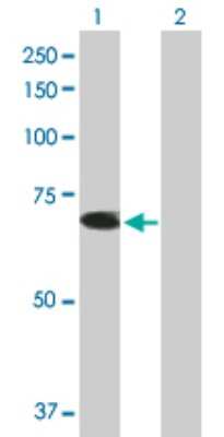 Western Blot: TRIM26 Antibody [H00007726-B01P]