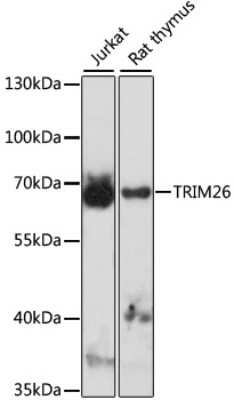 Western Blot: TRIM26 AntibodyAzide and BSA Free [NBP2-94685]