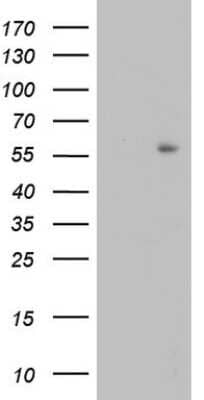 Western Blot: TRIM27 Antibody (OTI4D4) [NBP2-46214]