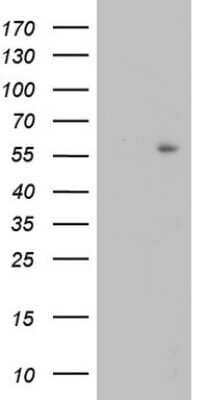 Western Blot: TRIM27 Antibody (OTI4D4)Azide and BSA Free [NBP2-74609]