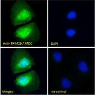 Immunocytochemistry/ Immunofluorescence: TRIM29 Antibody [NBP1-52000]