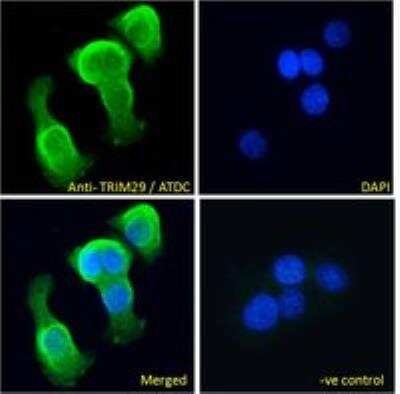 Immunocytochemistry/ Immunofluorescence: TRIM29 Antibody [NBP1-52000]