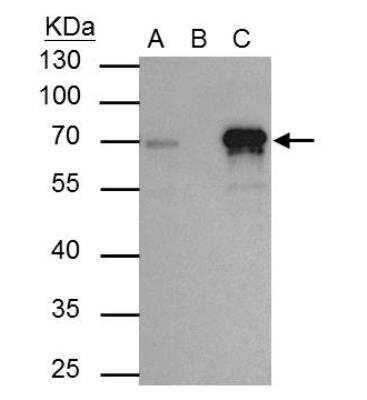 Immunoprecipitation: TRIM29 Antibody [NBP2-20713]