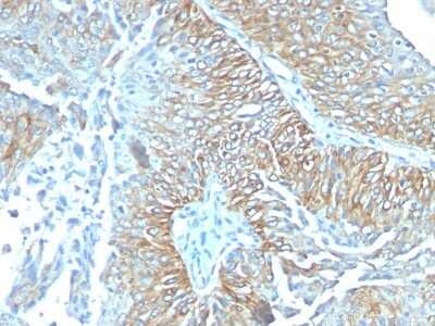 Immunohistochemistry-Paraffin: TRIM29 Antibody (TRIM29/1041) [NBP2-44403]
