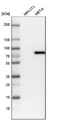 Western Blot: TRIM29 Antibody [NBP1-88875]