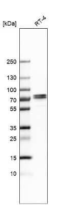 Western Blot: TRIM29 Antibody [NBP1-88875]