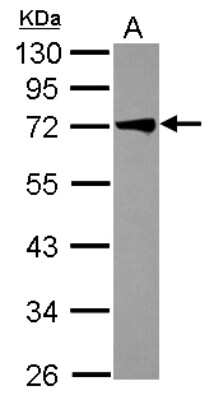 Western Blot: TRIM29 Antibody [NBP2-20713]