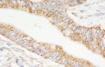 Immunohistochemistry-Paraffin: TRIM3/BERP Antibody [NB100-60400]