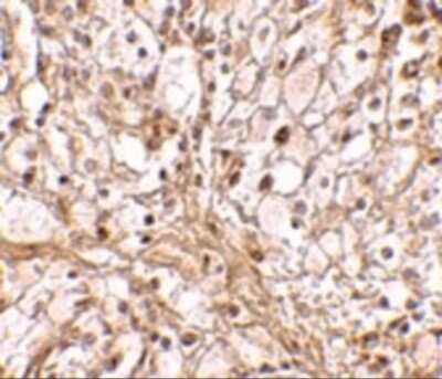 Immunohistochemistry-Paraffin: TRIM30 Antibody - BSA Free [NBP2-41086]