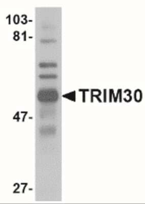 Western Blot: TRIM30 AntibodyBSA Free [NBP2-41086]