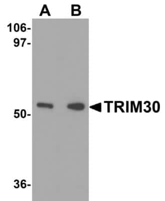 Western Blot: TRIM30 AntibodyBSA Free [NBP2-41087]