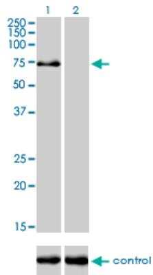 Western Blot: TRIM32 Antibody (2E5) [H00022954-M09]