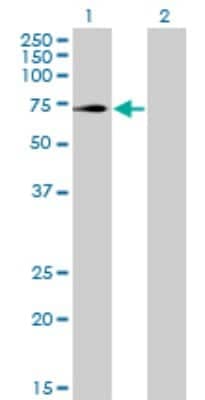 Western Blot: TRIM32 Antibody (2E5) [H00022954-M09]