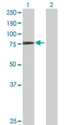 Western Blot: TRIM32 Antibody [H00022954-B01P]