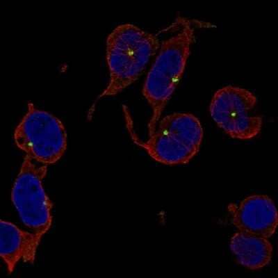 Immunocytochemistry/ Immunofluorescence: TRIM34 Antibody [NBP2-58858]