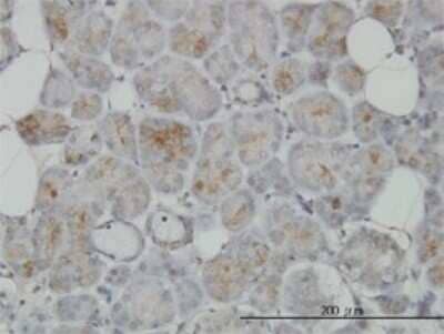 Immunohistochemistry-Paraffin: TRIM35 Antibody (4F7) [H00023087-M02]