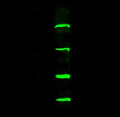 Western Blot: TRIM37 Antibody [NBP2-98830]