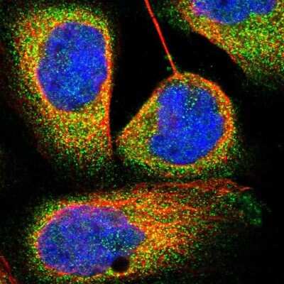 Immunocytochemistry/ Immunofluorescence: TRIM4 Antibody [NBP1-80824]