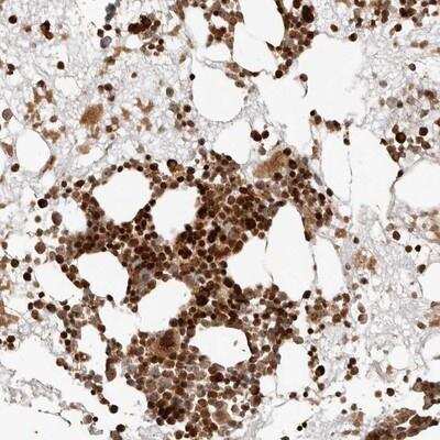 Immunohistochemistry-Paraffin: TRIM4 Antibody [NBP1-80823]