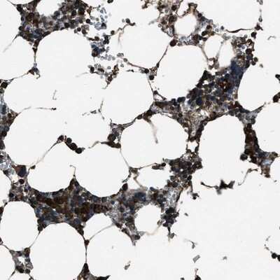 Immunohistochemistry-Paraffin: TRIM4 Antibody [NBP1-80824]