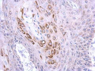 Immunohistochemistry-Paraffin: TRIM4 Antibody [NBP2-20716]