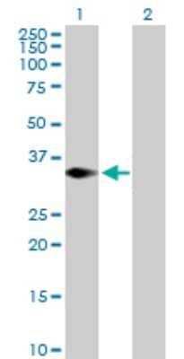 Western Blot: TRIM4 Antibody [H00089122-B01P]