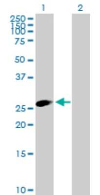 Western Blot: TRIM40 Antibody [H00135644-B01P]