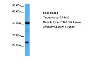 Western Blot: TRIM40 Antibody [NBP2-85987]