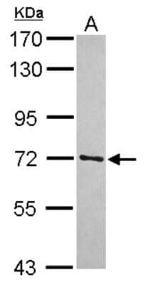 Western Blot: TRIM41 Antibody [NBP2-20717]