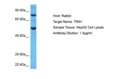 Western Blot: TRIM41 Antibody [NBP2-85992]