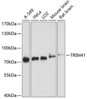 Western Blot: TRIM41 AntibodyAzide and BSA Free [NBP2-94862]