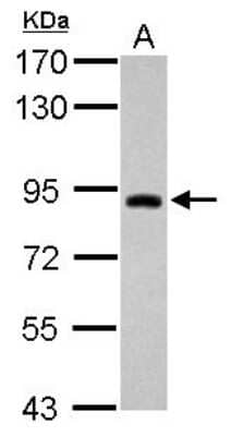 Western Blot: TRIM42 Antibody [NBP2-20718]