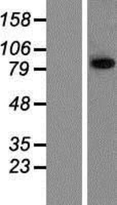 Western Blot: TRIM42 Overexpression Lysate [NBP2-05331]