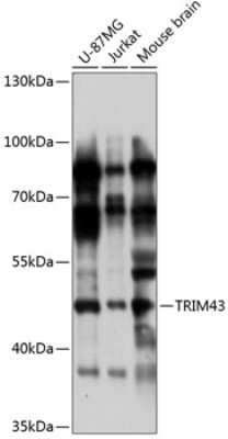 Western Blot: TRIM43 AntibodyAzide and BSA Free [NBP2-94333]