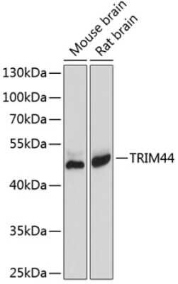 Western Blot: TRIM44 AntibodyBSA Free [NBP2-94800]