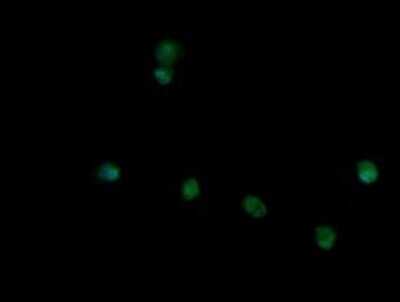 Immunocytochemistry/ Immunofluorescence: TRIM45 Antibody (OTI3G3) - Azide and BSA Free [NBP2-74612]