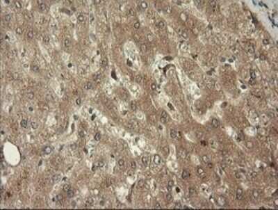 Immunohistochemistry: TRIM45 Antibody (OTI3G3) - Azide and BSA Free [NBP2-74612]