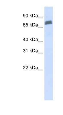 Western Blot: TRIM45 Antibody [NBP1-53109]