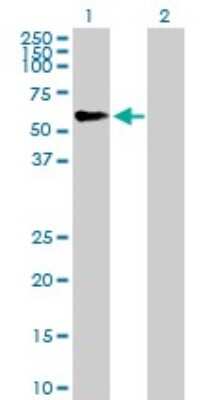 Western Blot: TRIM46 Antibody [H00080128-B01P]