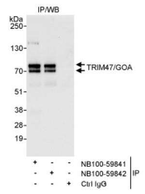 Immunoprecipitation: TRIM47 Antibody [NB100-59842]